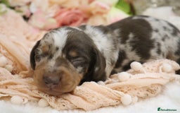 Miniature Dachshund dogs for sale: KC Miniature Dachshund Puppies - Image 23