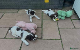 English Springer Spaniel dogs for sale: Superb DNA KC Champion Bred Working Springer Pups - Image 27