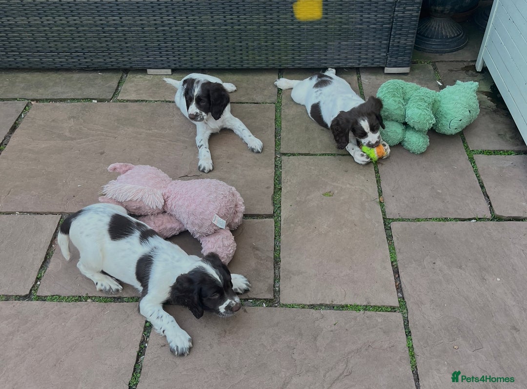 English Springer Spaniel dogs for sale: Superb DNA KC Champion Bred Working Springer Pups - Image 27