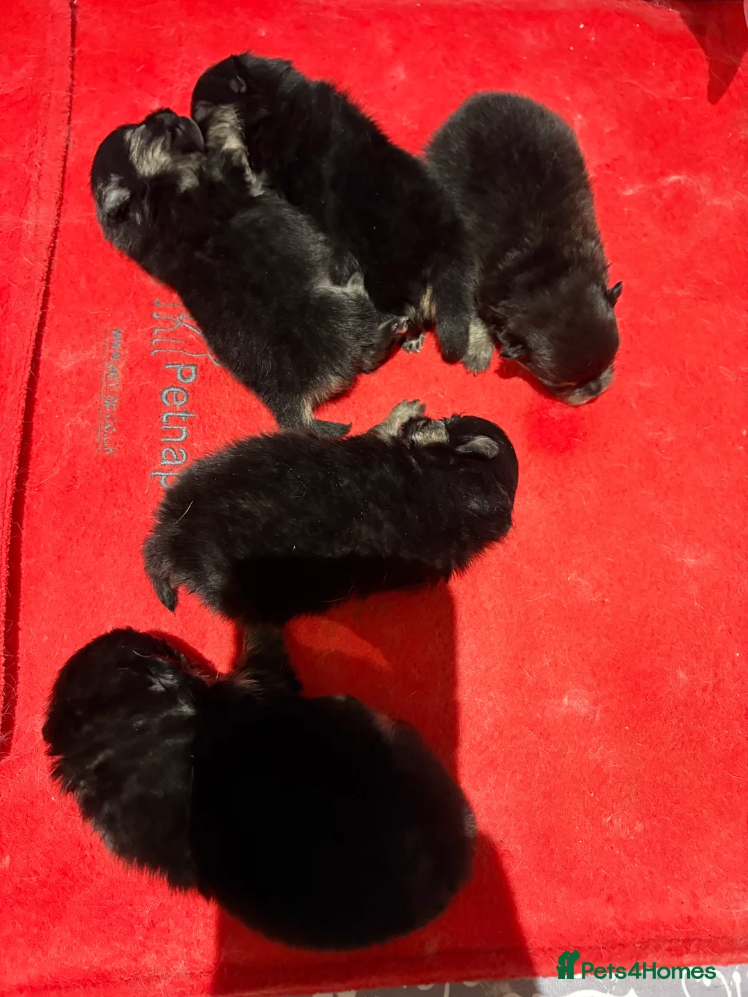 Pomeranian dogs for stud: 💜🧡Lilac & tan KC stud Benji champions in line  in Guildford - Advert 38