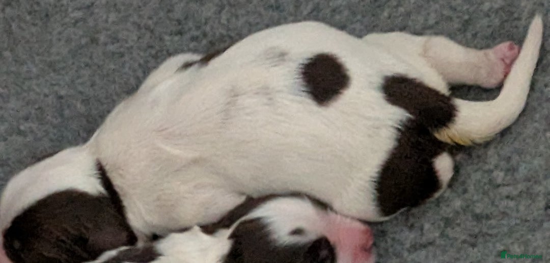 English Springer Spaniel dogs for sale: English Springer spaniel pups - Image 5