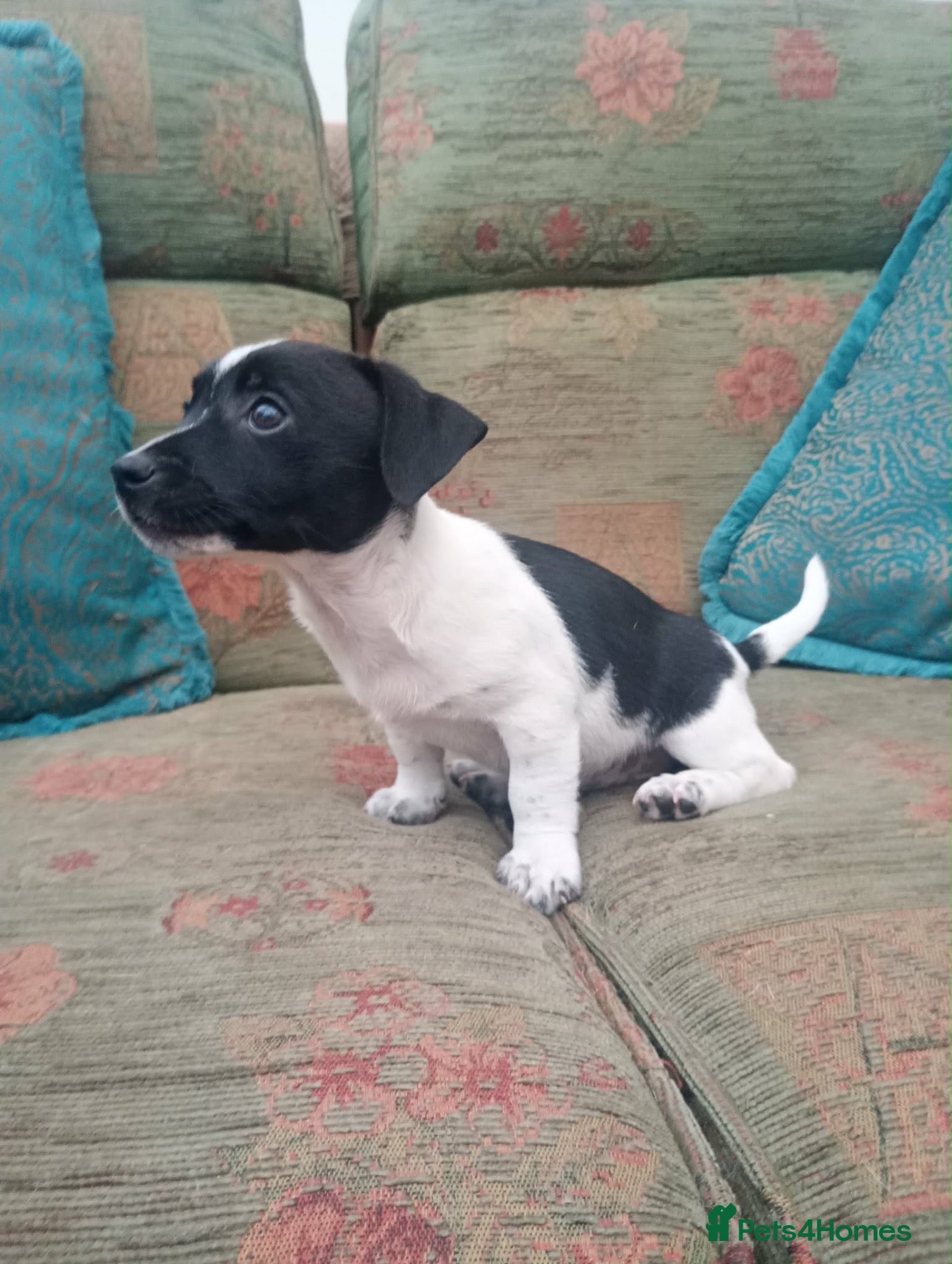 Jack Russell dogs Stunning jack Russell puppies  - Advert 1