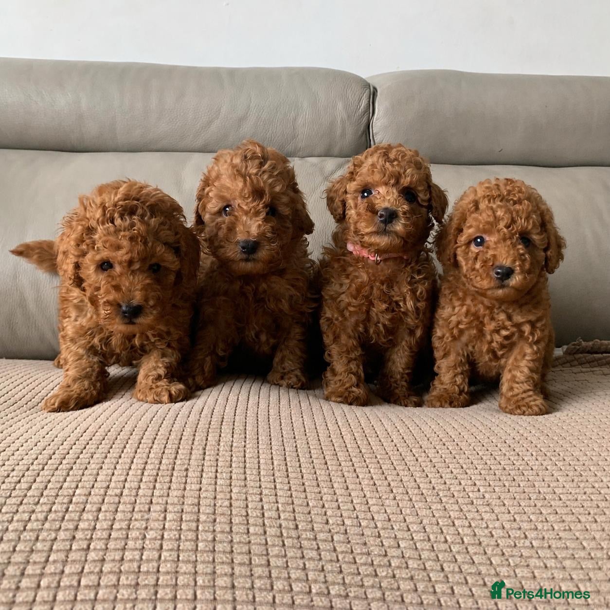 Toy Poodle dogs Fully health tested Toy poodle puppies  - Advert 1
