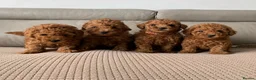 Toy Poodle dogs for sale: Fully health tested Deep Red Toy poodle puppies  - Advert 1