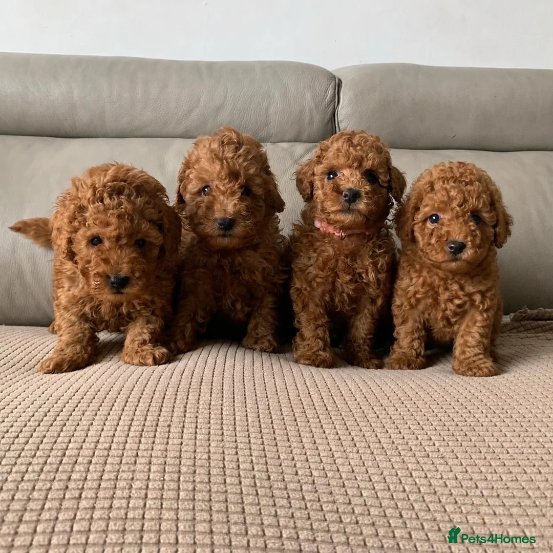 Toy Poodle dogs for sale: Fully health tested Deep Red Toy poodle puppies  - Advert 1