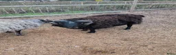 Sheep livestock for sale: Welsh mountain rams - Advert 2