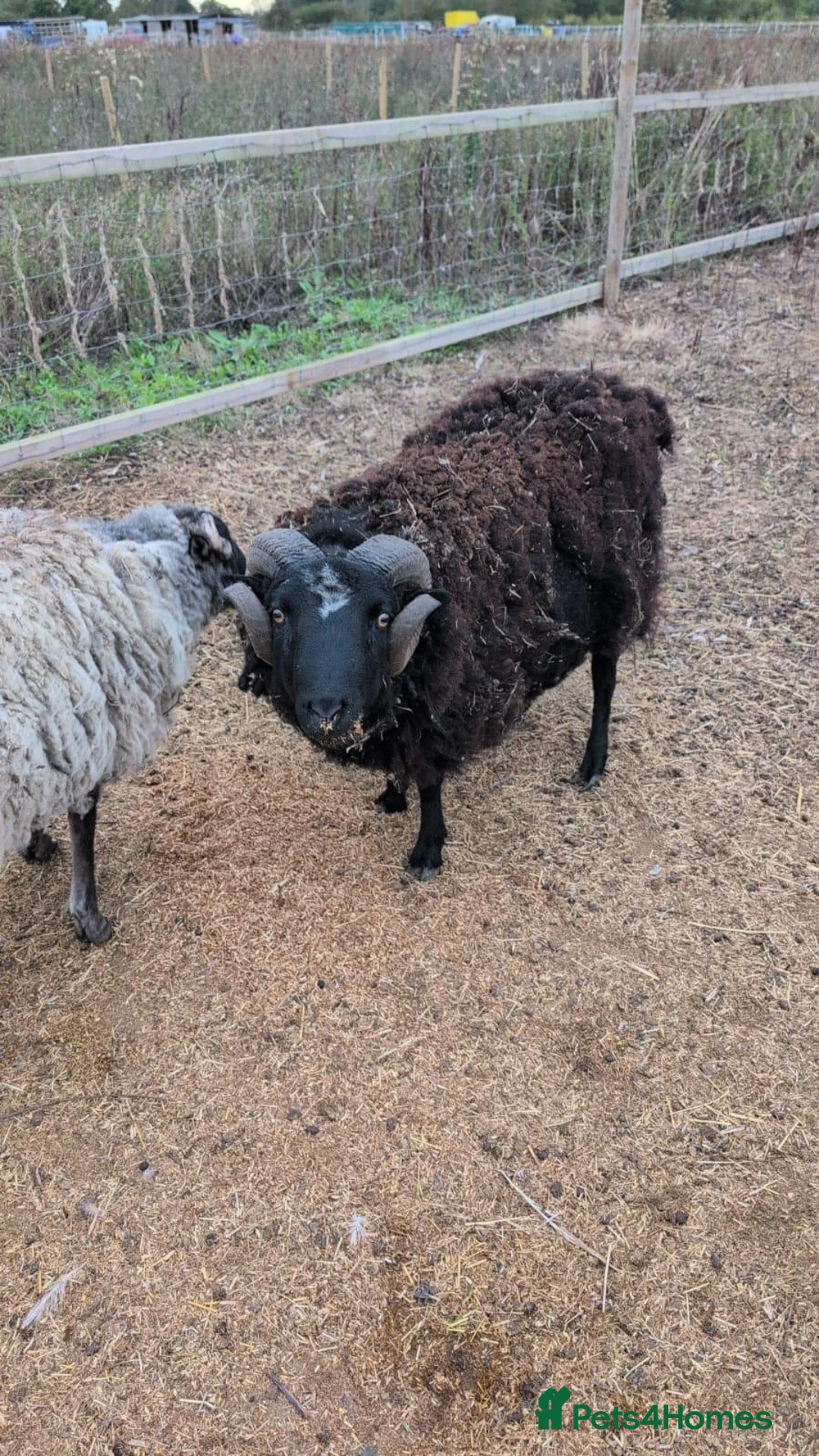 Sheep livestock for sale: Welsh mountain rams - Advert 2