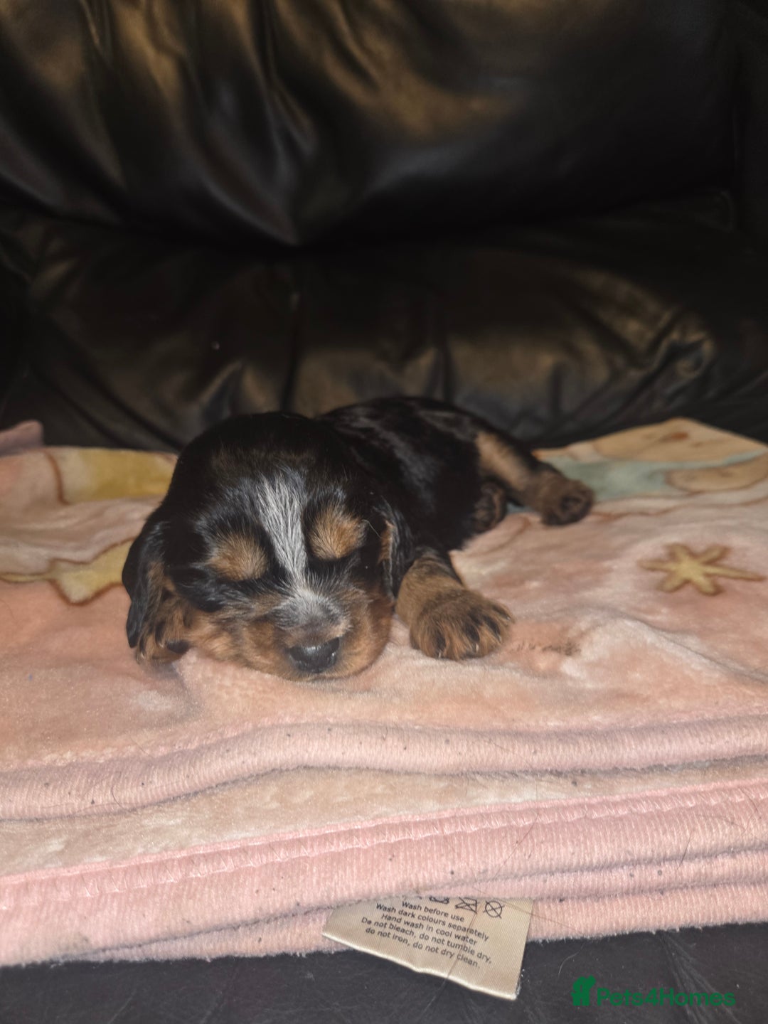 Mixed Breed dogs for sale: Beautiful Cockalier Puppies - Advert 10