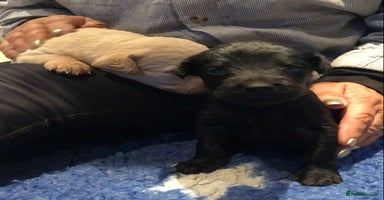 Labradoodle dogs TOP QUALITY Standard F1 Labradoodles - Advert 10