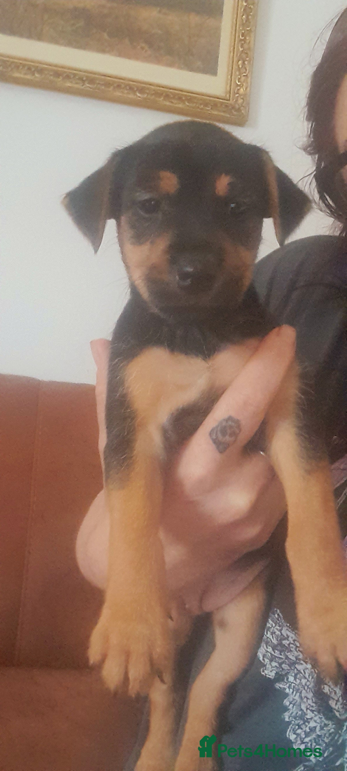 Mixed Breed Puppy 1