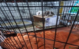 Mini Lop rabbits for sale: Two bonded young buck rabbits - Image 3