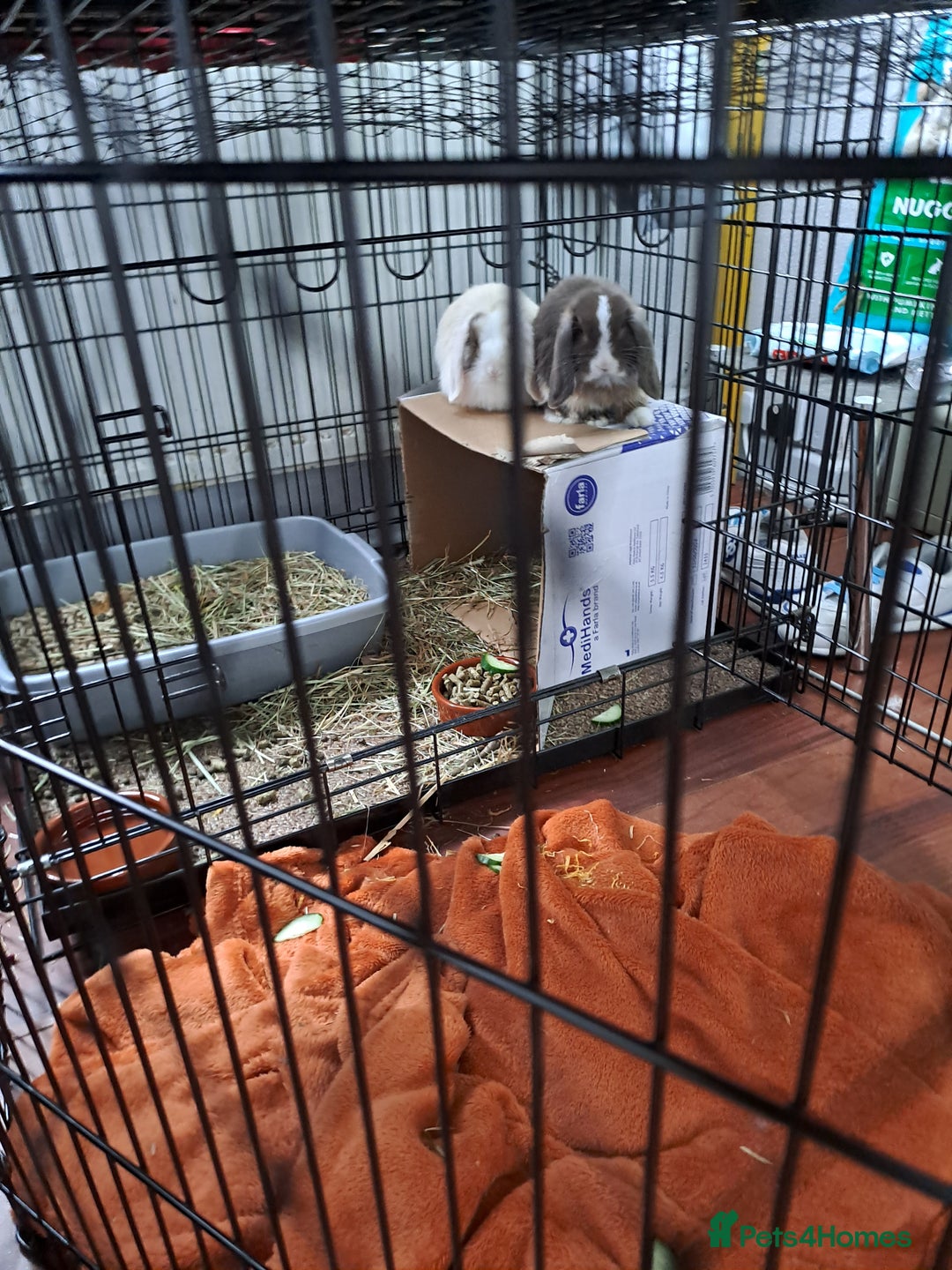 Mini Lop rabbits for sale: Two bonded young buck rabbits - Image 3