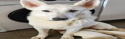German Shepherd dogs for sale: White german shepherd pup  - Advert 1