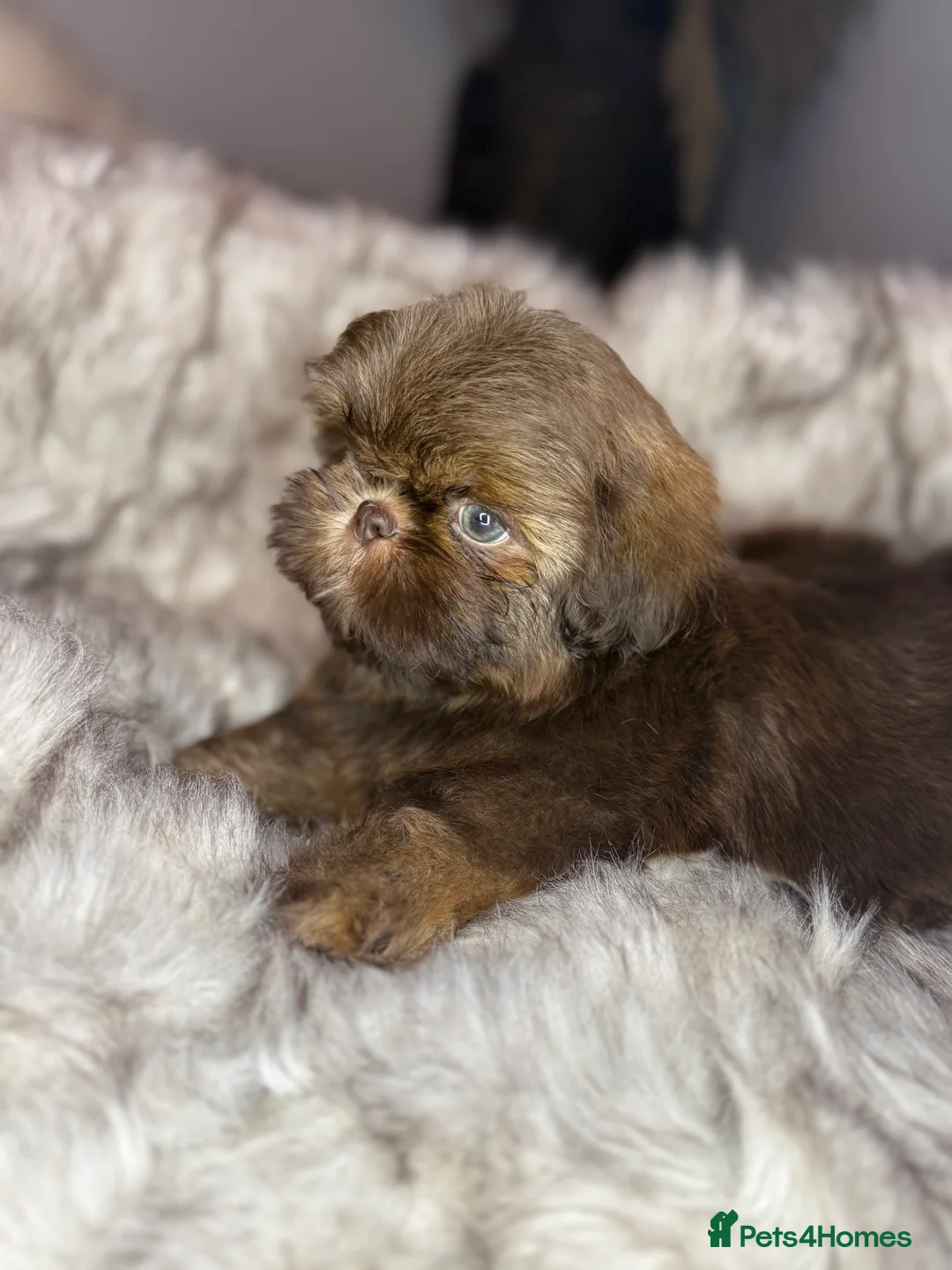 Shih Tzu dogs for sale: Last imperial shihtzu boy 🐻 real life teddy bear  - Advert 2