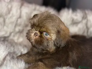 Shih Tzu dogs Last imperial shihtzu boy 🐻 real life teddy bear - Advert 2