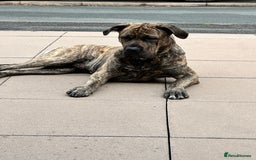 Presa Canario dogs for stud: Presa Canario for stud  - Image 3