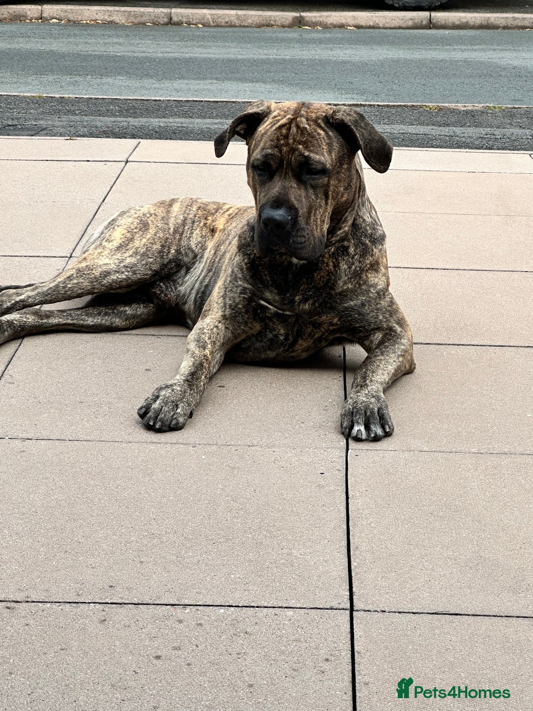 Presa Canario dogs for stud: Presa Canario for stud  - Image 3