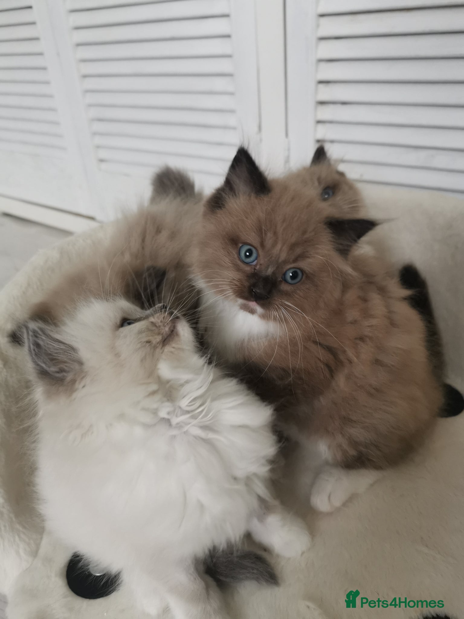 Ragdoll cats Stunning TICA Ragdoll Kittens Mink Sepia Cherubim - Advert 2