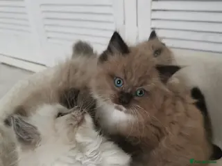 Ragdoll cats Stunning TICA Ragdoll Kittens Mink Sepia Cherubim - Advert 2