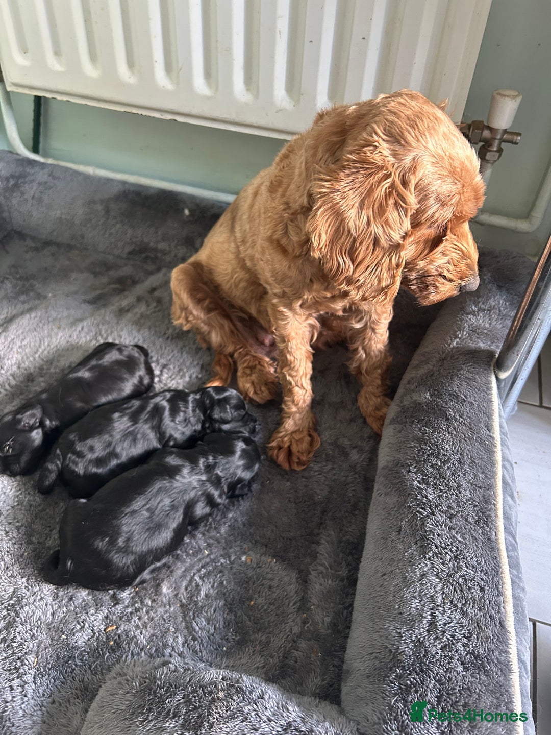 Cockapoo dogs for sale: Cockapoo f1  - Image 8