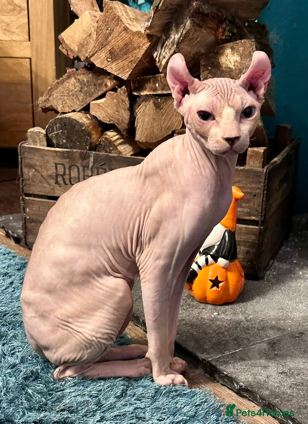 Sphynx cats for stud: Red elf stud muffin sphynx  - Image 1