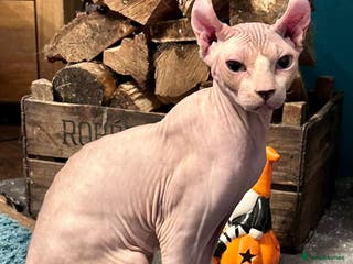 Sphynx cats Red elf stud muffin sphynx - Advert 5