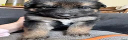 German Shepherd dogs for sale: German shepherd puppies long hair… - Advert 23