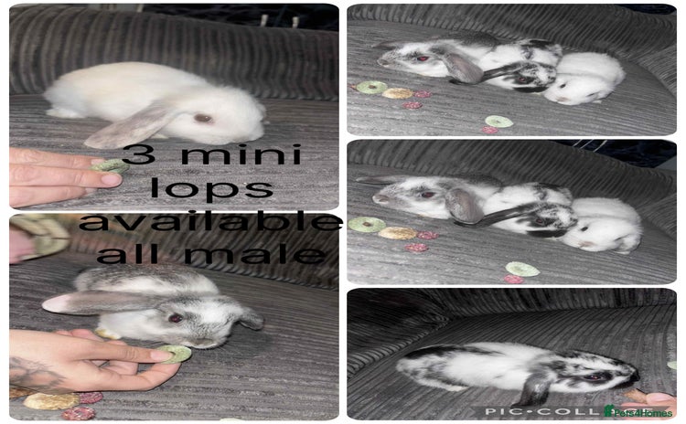 Mini Lop rabbits - Advert 8