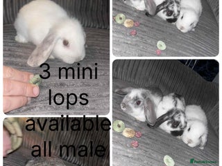 Mini Lop rabbits - Advert 31