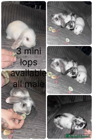 Mini Lop rabbits - Advert 8