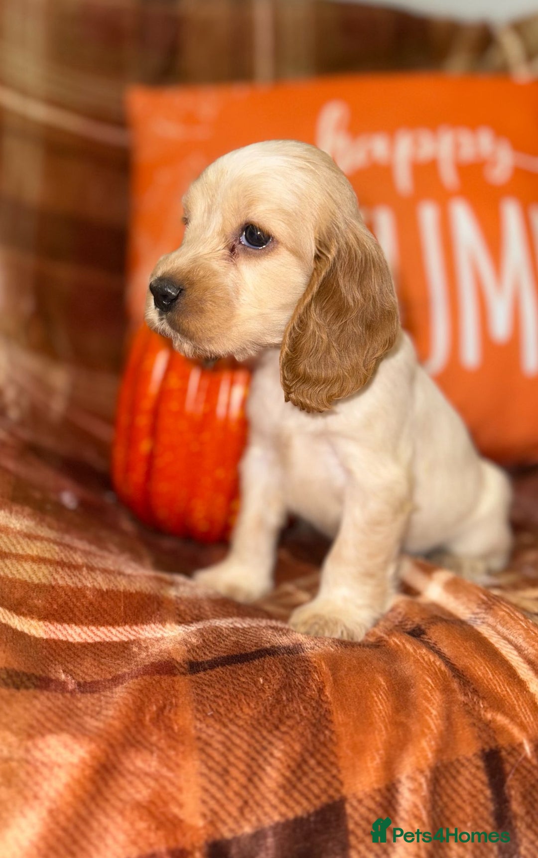Cocker Spaniel dogs for sale: 🧡💛❤️Stunning KC Show Cocker Spaniels❤️🩷🧡 - Image 20
