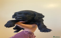Cocker Spaniel dogs for sale: English cocker spaniel puppy - Advert 1