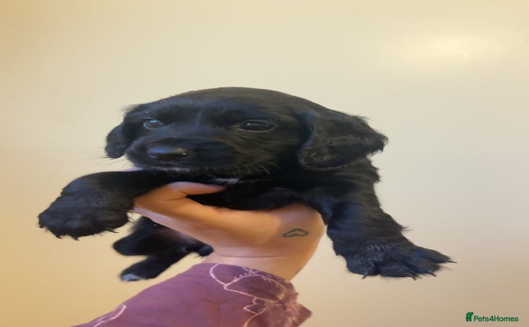 Cocker Spaniel dogs English cocker spaniel puppy - Advert 2