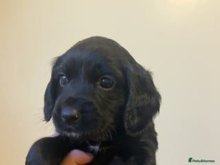 Cocker Spaniel dogs English cocker spaniel puppy - Advert 6