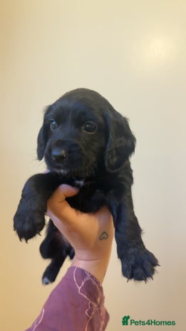 Cocker Spaniel dogs English cocker spaniel puppy - Advert 7