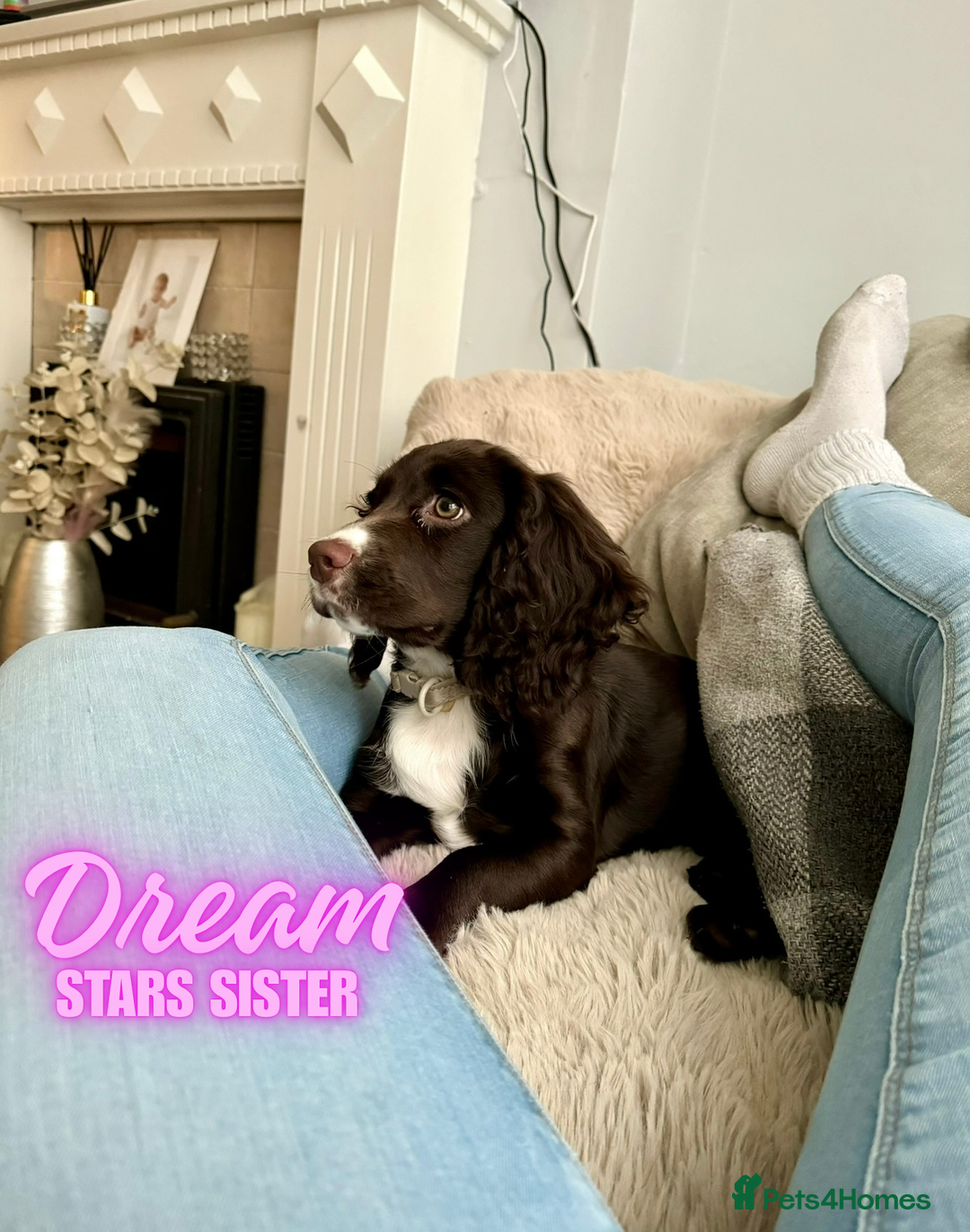 Cocker Spaniel dogs for sale: Beautiful Working Cockers Fully Health Tested  - Image 2