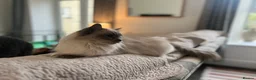 Ragdoll cats for sale: Beautiful female ragdoll  - Advert 2