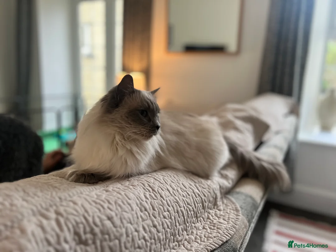 Ragdoll cats for sale: Beautiful female ragdoll  - Advert 2