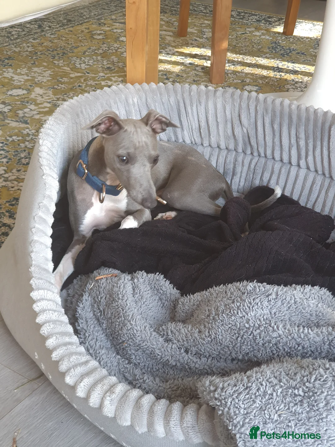 Italian Greyhound dogs for sale: Blue boy italian greyhound 7 months old - Advert 2