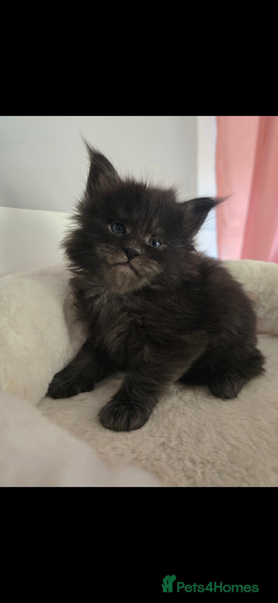 Maine Coon cats Maine coon kittens available!  - Advert 3