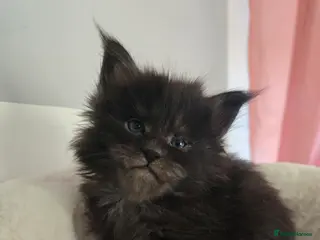 Maine Coon cats Maine coon kittens available! - Advert 3