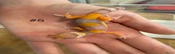 Leopard Gecko reptiles for sale: Baby leopard geckos - Advert 5