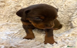 Dobermann dogs for sale: 12 stunning Doberman puppies - Image 32