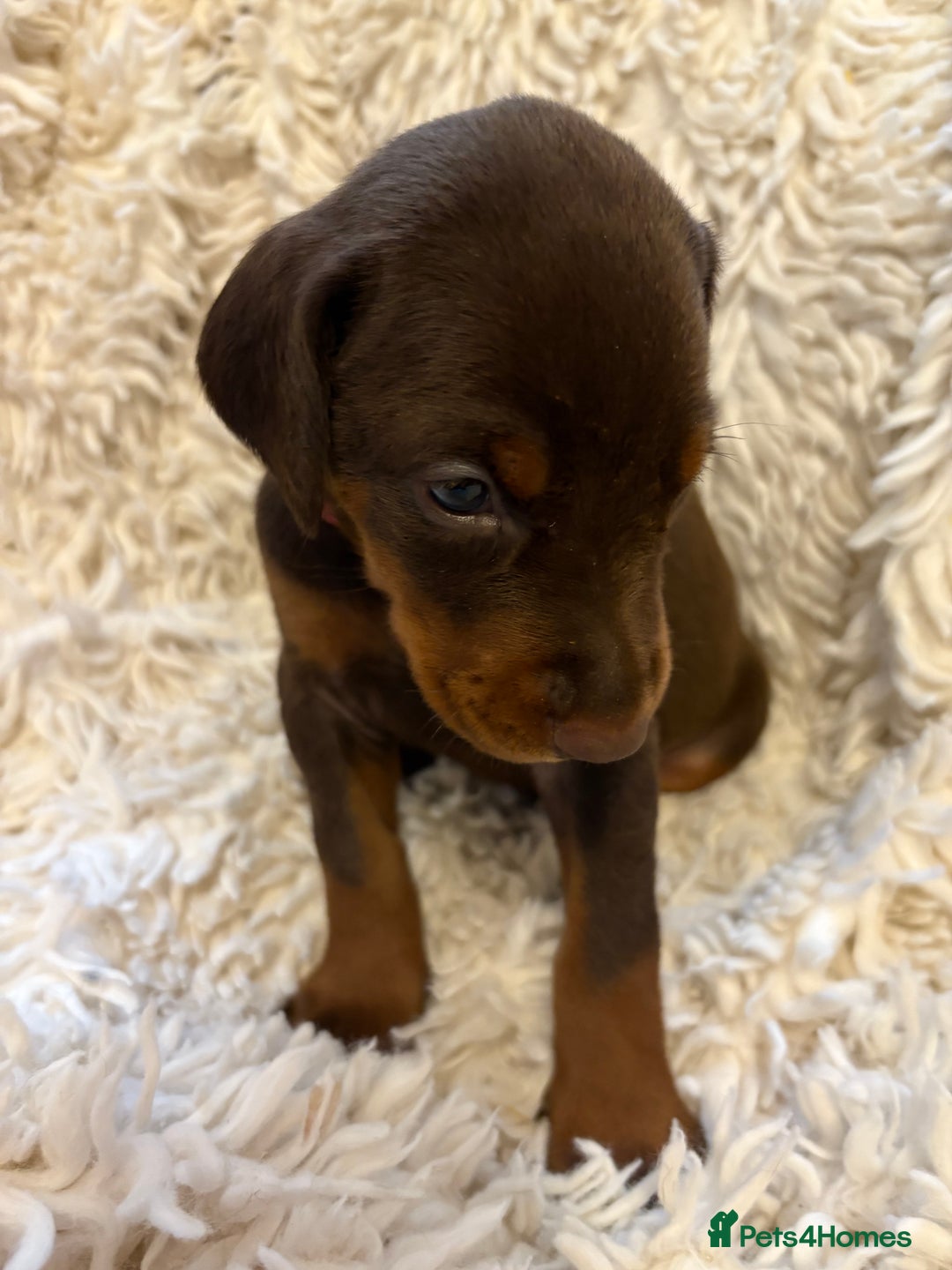 Dobermann dogs for sale: 12 stunning Doberman puppies - Image 32