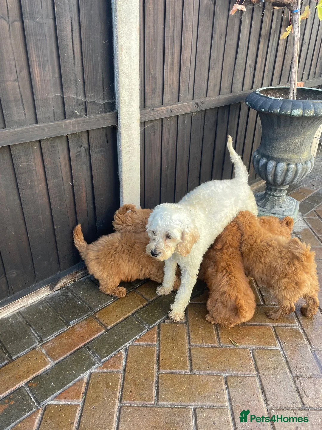 Cavapoochon dogs for sale: Adorable Cavapoochon puppies 💕 in Slough - Advert 9