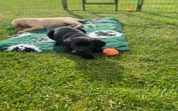 Labrador Retriever dogs for sale: Yellow and black Labrador puppies in Whitchurch - Image 7
