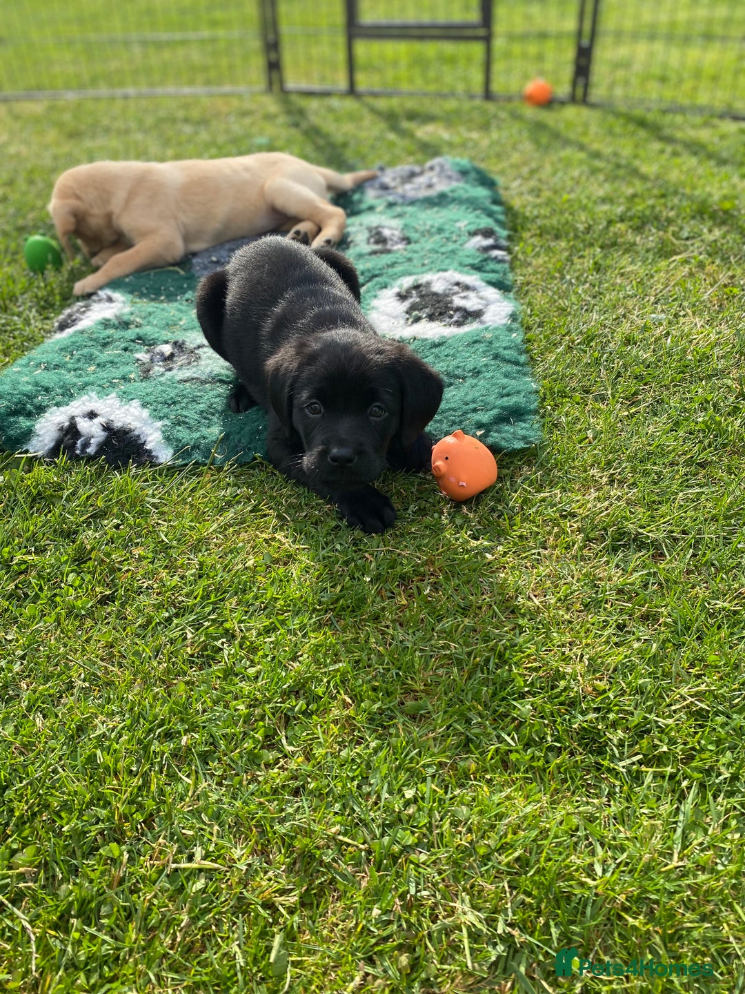 Labrador Retriever dogs for sale: Yellow and black Labrador puppies in Whitchurch - Image 7
