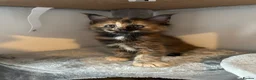 Maine Coon cats for sale: Last black torbie female available  - Advert 8