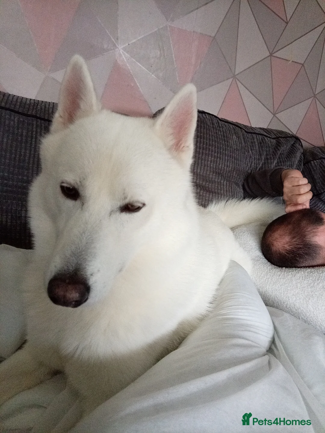 Siberian Husky dogs for sale: Siberian husky - Advert 3