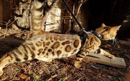 Bengal cats for sale: GORGEOUS 9 week old PURE BENGAL KITTENS ❤️ - Image 27